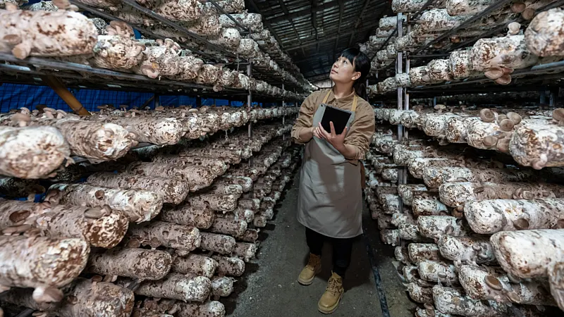 Worker inspecting Shiitake mushrooms on substrate logs in a climate-controlled farm to monitor mushroom cultivation temperature.