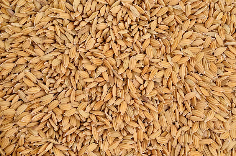 农业干燥后处理的稻谷特写图。