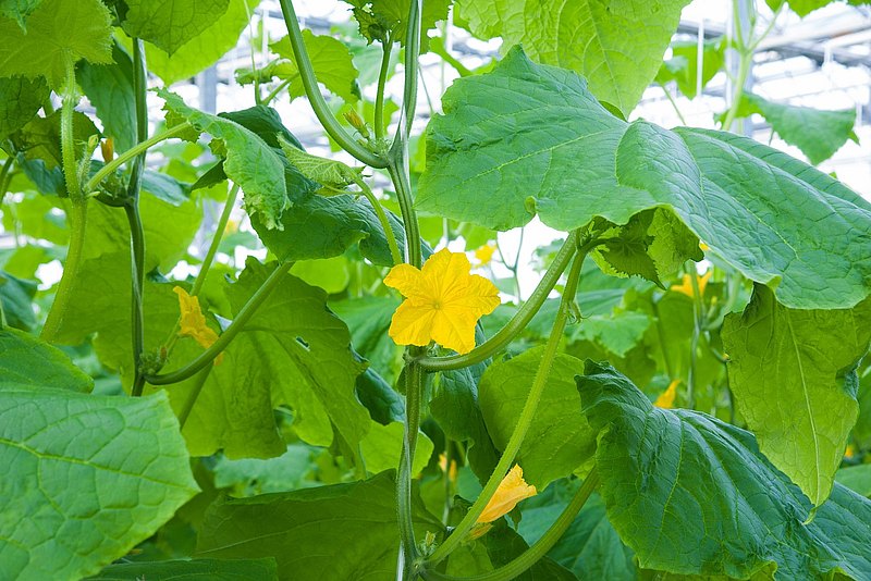 co2 fertilisation in the greenhouse