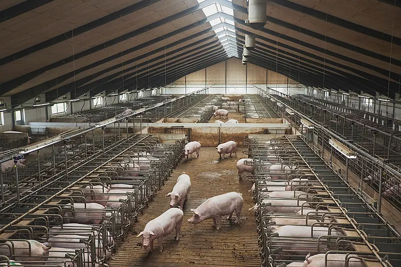 Pigs in livestock housing – barn climate in livestock farming influencing health, hygiene, and productivity