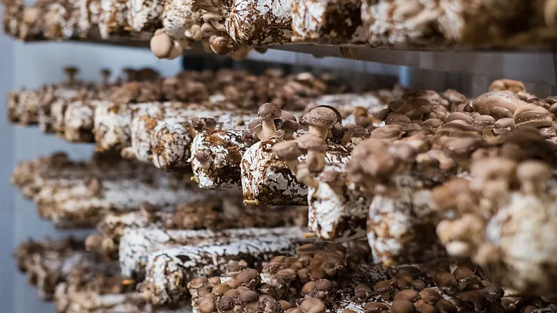 Shiitake mushrooms on substrate blocks in a climate-controlled room for stable mushroom cultivation temperature