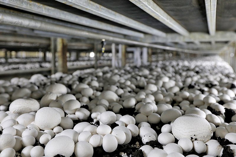Mushroom farm Mushroom farm