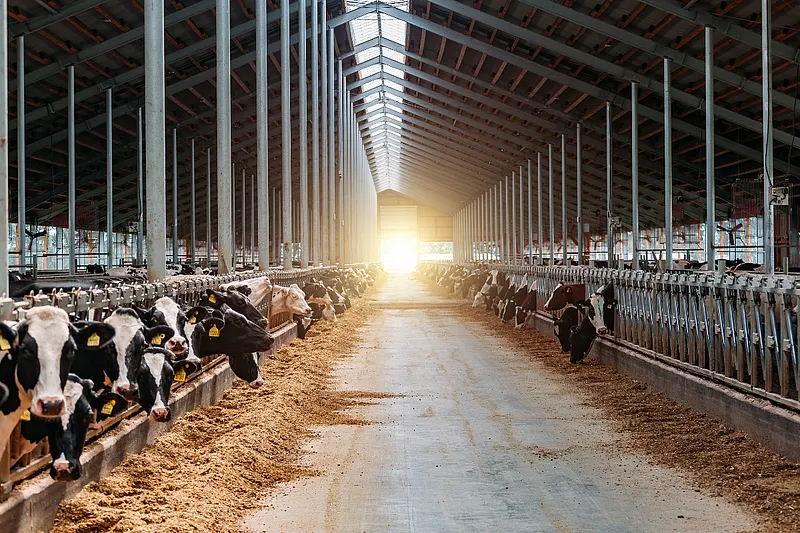 Dairy cows in a modern barn – barn climate in livestock farming affecting milk yield and efficiency