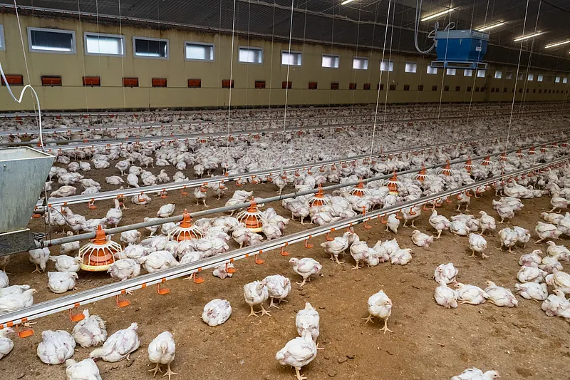 Broiler poultry in a large barn – impact of barn climate in livestock farming on air quality and animal welfare