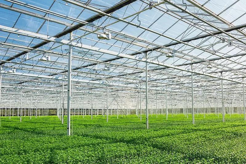 温室内部，里面有植物。