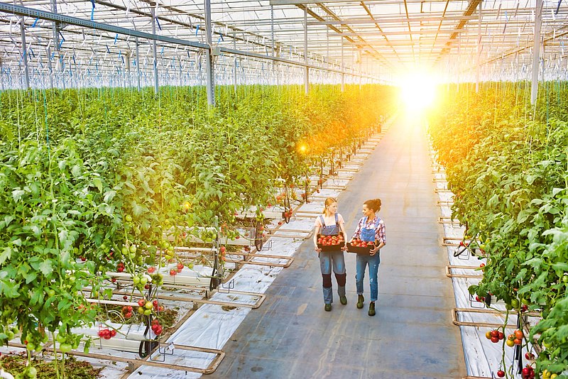 Growing tomatoes in a greenhouse Growing tomatoes in a greenhouse